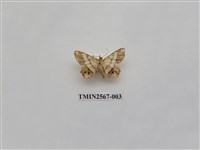 藏品(尺蛾70)的圖片